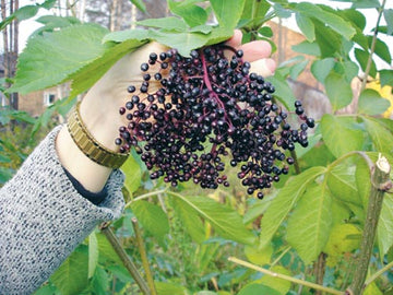 Klimatförändringarna i norr: trädgård i Luleå/Norrbotten med mild höst, andra blomning, mossbeväxning och fläderklase. Justerade odlingszoner, risk för vinterblöta – behov av dränering, upphöjda rabatter och ljussättning.