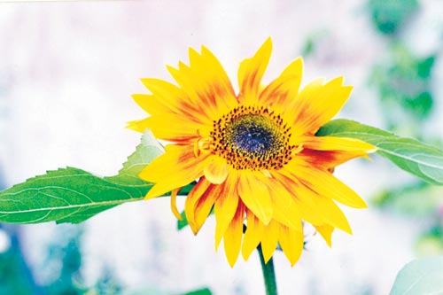 Elsa Rensfeldt Larssons blomstrande rabatt i Luleå/Norrbotten – penséer i fokus, trädgårdsodling med perenner, frösådder, pelargonsticklingar och kallväxthus.