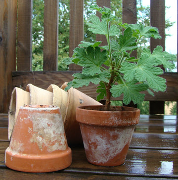 Pelargonstickling som vuxit till sig i kruka – köp pelargoner hos Odla.nu; plantera pelargonsticklingar i porös jord, vattna sparsamt, toppa, omplantera och övervintra svalt.