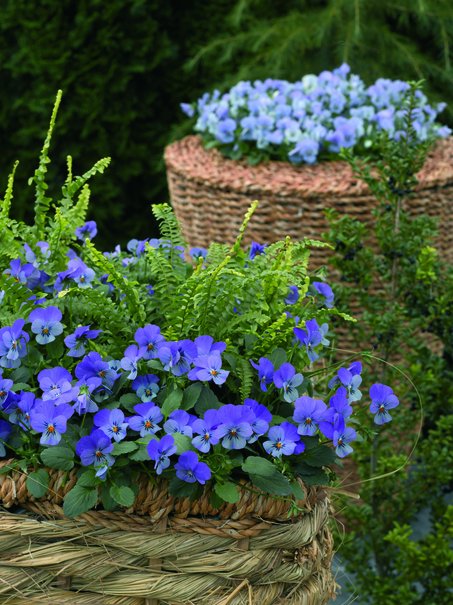 Hornviol Endurio F1 Lavender i lavendelblå blomning – väldoftande vårblomma för april i kruka och balkonglåda, tålig perenn från Blomsterfrämjandet/Syngenta.