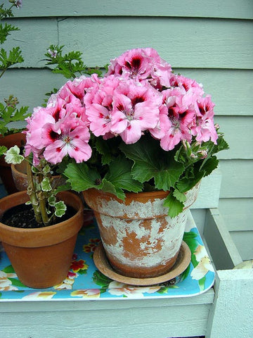 Engelsk pelargon (Pelargonium x domesticum) Aristo – Regal‑pelargon/Martha Washington geranium; kompakt säsongsväxt med riklig blomning i vår/försommar i rosa, lila och vitt.