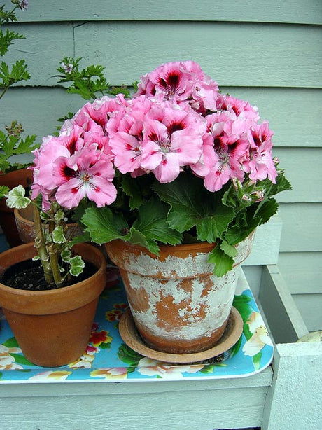 Engelsk pelargon (Pelargonium x domesticum) Aristo – Regal‑pelargon/Martha Washington geranium; kompakt säsongsväxt med riklig blomning i vår/försommar i rosa, lila och vitt.