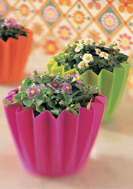 Blåöga (Exacum affine) som miniväxt i liten kruka för festlig bordsdekoration med miniväxter som minirosor; trivs ljust utan direkt sommarsol och kräver regelbunden vattning.