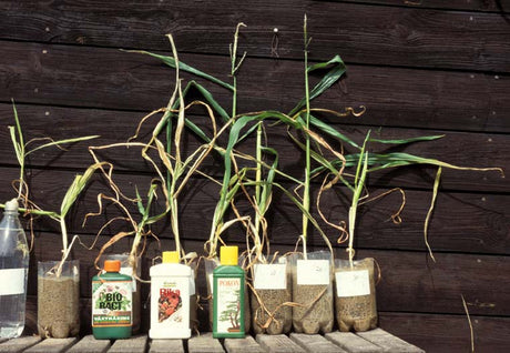 Jämförelse av växters tillväxt vid olika gödslingar: ogödslat, Biobact, Wibulls Rika, Bonsaigödsel samt 1–3% mänsklig urin – visar effekten av växtnäring, ekologisk gödsling och alternativ till NPK-konstgödsel.