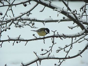 Småfågel i vinterträdgård som äter vildfågelfrön och talgbollar vid fågelbord – mata småfåglar i februari, hantera snö och väderskydd i trädgården.