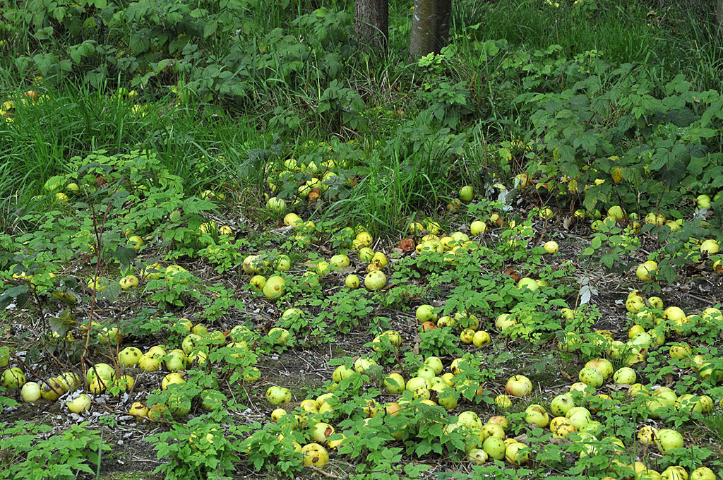 Fallfrukt med skorv under äppelträd – angripna äpplen med svampsjukdom; rensa bort fallfrukt och fruktmumier för friska fruktträd och lämna sjuk frukt till återvinningscentralen för biogas.