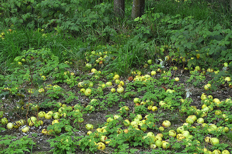 Fallfrukt med skorv under äppelträd – angripna äpplen med svampsjukdom; rensa bort fallfrukt och fruktmumier för friska fruktträd och lämna sjuk frukt till återvinningscentralen för biogas.