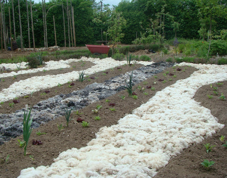 Fårull i grönsakslandet på Mandelmanns trädgårdar i Skåne – hållbar odling: naturligt täckmaterial som hämmar ogräs, bevarar fukt, ger näring och avskräcker sniglar.