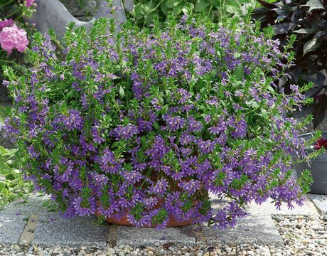 Femtunga (Scaevola aemula) i kruka – tålig sommarblomma för ampel med hängande stjälkar och femdelade blommor i blått, vitt eller rosa; trivs i full sol till halvskugga i väldränerad, välgödslad jord; Månadens Blomma i juni.