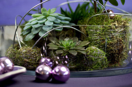 Adventsarrangemang med fetknoppar (Sedum) i låg skål med mossa, små julkulor och LED-ljusslingor, kompletterat med blommande fönsterazalea (Rhododendron simsii) – torktåliga, lättskötta växter för jul inomhus.