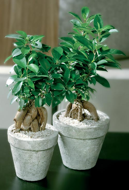 Fikus (citronfikus, Ficus microcarpa) som bonsai med tjocka rötter – skötsel för inomhusfikus: ljust läge, lagom vattning, hög luftfuktighet; populär ’Ginseng’.