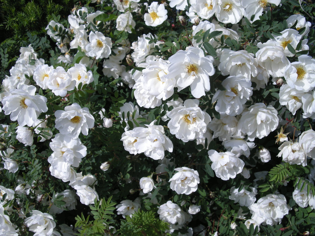 Fylld pimpinellros (Rosa spinosissima ’Plena’) – Finlands vita ros/Midsommarros: doftande, mycket härdig buskros med vita fyllda blommor, gula ståndare och svarta nypon; härdig till zon 8, bildar rotskott.