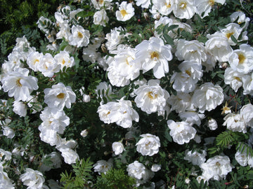 Fylld pimpinellros (Rosa spinosissima ’Plena’) – Finlands vita ros/Midsommarros: doftande, mycket härdig buskros med vita fyllda blommor, gula ståndare och svarta nypon; härdig till zon 8, bildar rotskott.