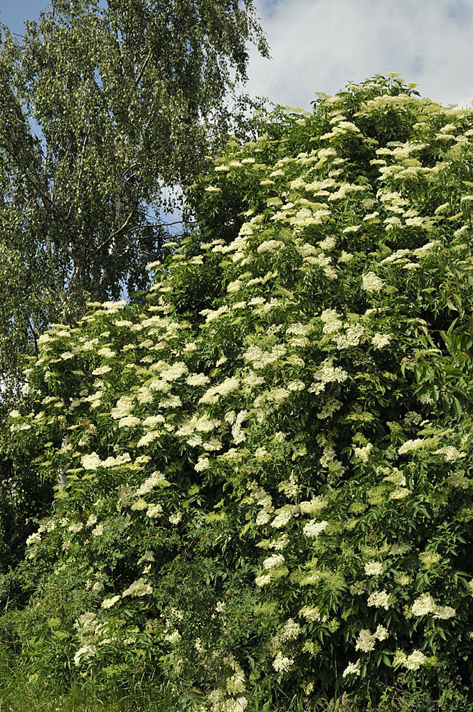 Fläder (Sambucus nigra) i blom – doftande fläderblommor för saft, te och sylt; ej att förväxla med druvfläder (S. racemosa) eller sommarfläder (S. ebulus).
