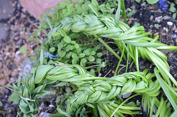 Flätade narcissblad bundna med bast döljer ful lökblast; rullade tulpanblad från vårblommande lökar göms under perenner som funkia/Hosta, prydnadsgräs och nävor.