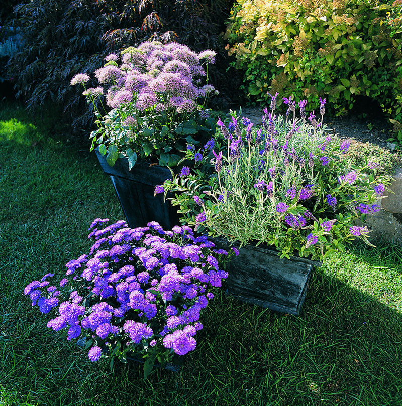 Fleråriga glädjeämnen i trädgården: blå perenner i perennrabatt med lavendel, salvia, delphinium/riddarsporre, campanula/blåklocka och aster, kompletterat av hosta och sedum – skiftande blå nyanser och lång blomning.
