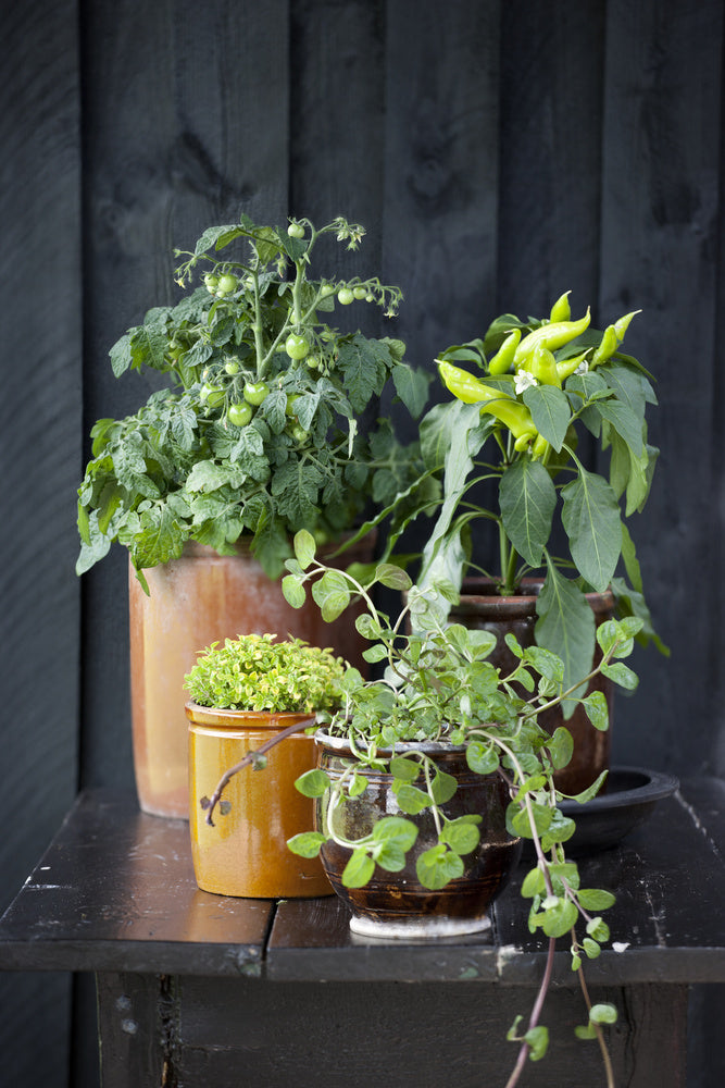 Odla det du vill äta – ätlig trädgård med kryddörter (basilika, rosmarin, oregano, koriander) för hållbar urban gardening, balkongodling och självförsörjning med mindre klimatpåverkan.