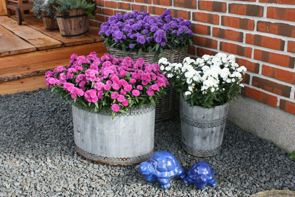 Mystery Lady® aster i tre färger – robusta, fyllda asterplantor från Råhöj med varma färgnyanser, lång blomning upp till fyra veckor, hög hållbarhet och mjöldaggsresistens; för kruka och snitt