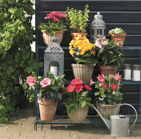 Blommande krukväxter i vårsol på terrass/uterum – hibiskus (Hibiscus rosa-sinensis), gerbera och begonia – medelhavsinspirerad oas; omplantering med dränerande lager, vattna och gödsla för rik blomning.