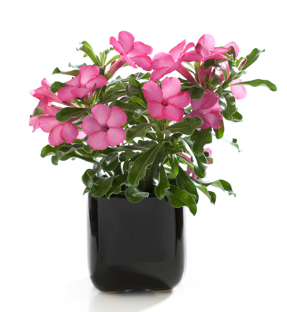 Ökenros (Adenium obesum 'Sandra') – lättskött, tålig krukväxt och suckulent med caudex och cerise blommor; perfekt för söderfönster, tål torka och full sol.