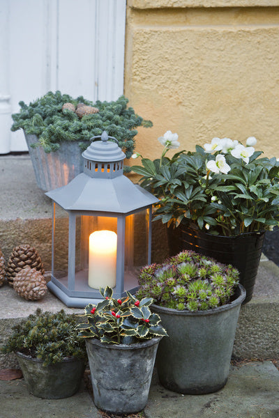 Vintergrönt arrangemang på trappa med julros (Helleborus), sedum, taklök (Sempervivum) och järnek (Ilex) i frosttåliga krukor – inspiration för uteplats: gruppplantering med mossa, kottar och dekorativa stenar till advent.