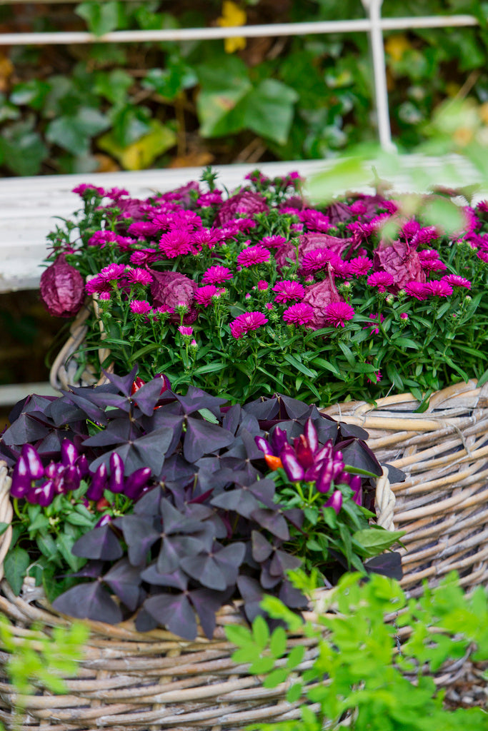 Pollinatörsvänlig New York-aster (Symphyotrichum novi-belgii) i kruka med capsicum och oxalis – sensommarblomning för balkong, låda och perennrabatt