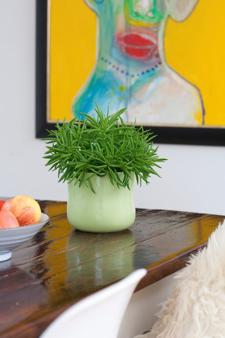 Peperomia i vit kruka – lättskött tropisk grönväxt som trivs i ljust läge utan direkt sol; vattnas sparsamt och planteras i väldränerad jord. Inspiration från Floradania.