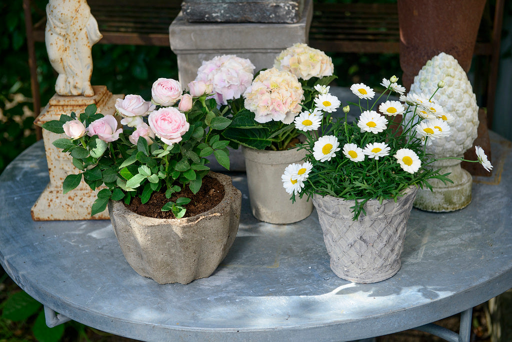 Skapa gröna oaser med mindre krukor: krukros, hortensia och marguerit i harmoniska betongkrukor på balkong/uteplats – sommarinspiration från Claus Dalby och Floradania.