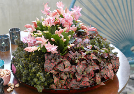 Rosa novemberkaktus (julkaktus) i dekorativt arrangemang – Flower Fusion/Blomsterfusion; färgstark nordisk växtinredning där skandinavisk enkelhet möter influenser från Mellanöstern och Afrika, bladmönster och livliga färger.