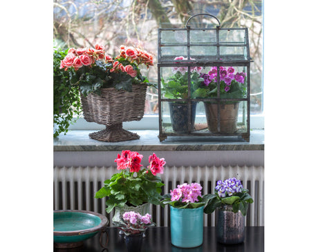 Inspirerande sätt att arrangera krukväxter på fönsterbrädan: vita porslinskrukor och terrakotta med mormorspelargon ’Mårbacka’, ljusa gardiner och variation i höjd med böcker, glas och kakfat.