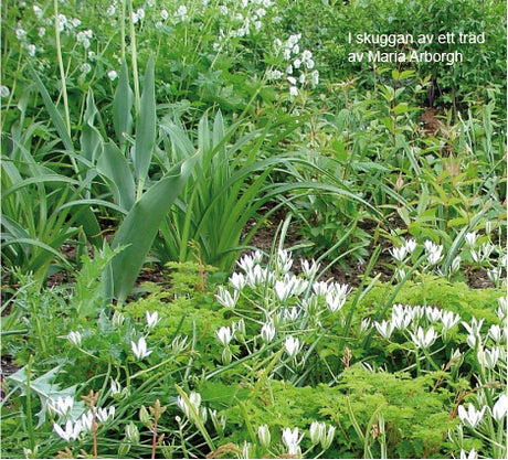 Mästarrabatt 2012 – I skuggan av ett träd av Maria Arborgh, landskapsarkitekt: lättskött inspirationsplantering i skuggläge med bladverk; hosta, ormbunkar, hasselört, skuggbräcka, löjtnantshjärta och katsura.