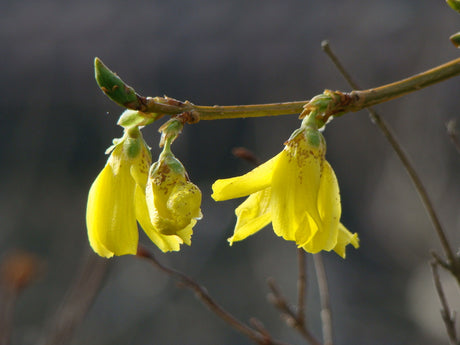 Forsythia beskärning på vårvintern – underhållsbeskärning och föryngringsbeskärning med grensax för vacker form och riklig blomning i prydnadsbuskar
