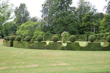 Formklippt buxbomrundel i Fredensborg – vintergrön, städsegrön buxbomshäck (Buxus sempervirens) för struktur och insynsskydd; exempel på vintergröna häckar, plantering och skötsel i zon 1–4.