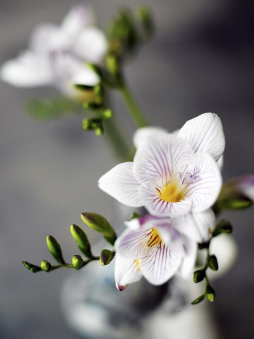 Freesia (Freesia x hybrida) – doftande, färgrik snittblomma i Iridaceae; sydafrikansk hybrid med lång hållbarhet i vas och miljövänlig odling.