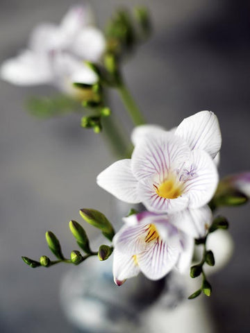 Freesia (Freesia x hybrida) – doftande, färgrik snittblomma i Iridaceae; sydafrikansk hybrid med lång hållbarhet i vas och miljövänlig odling.