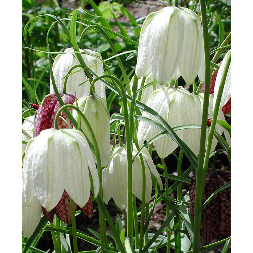 Fritillaria meleagris alba (kungsängslilja) angripen av liljebaggar (Lilioceris lilii) – röda baggar och larver på bladen som äter hål; skadedjur på liljor/Fritillaria i trädgården, bekämpning och biologiska metoder.
