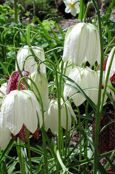 Vit kungsängslilja, Fritillaria meleagris ’Alba’, i blom med liljebaggar – odlas i mullrik, fuktig men väldränerad jord i sol/halvskugga; härdig höstlök för perennrabatt och naturtomt.