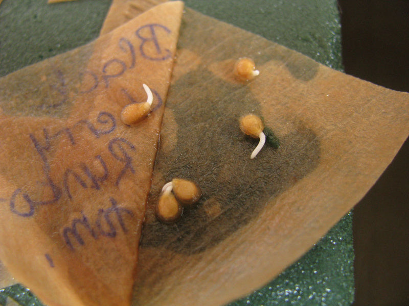 Grodda frön på fuktad grön oasis i plastlåda – testa fröers grobarhet med kaffefilter eller hushållspapper, håll jämn fukt och värme, plantera i såjord i såbrätte/miniväxthus.