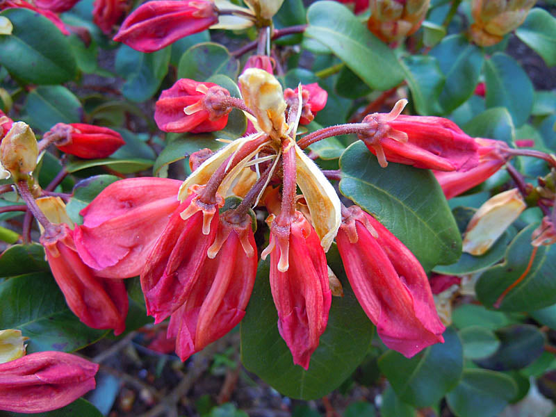 Frostskadade knoppar på klockrododendron i trädgården – tydlig frostskada från vårens frostnätter; förebygg frostskador med fiberduk, frostskyddsväv och täckning av känsliga växter.