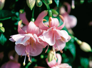 Fuchsia Pink Gallore – hängande fuchsia med droppformade rosa och violetta blommor i ampel eller kruka, ideal för halvskugga på balkong och i trädgård med riklig blomning hela sommaren.