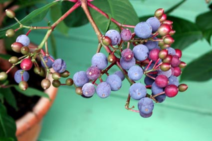 Fuchsia paniculata med blåa bär – krukbuske för altan; blåa frukter och bär i trädgården, ätliga bär som kan kokas till sylt.