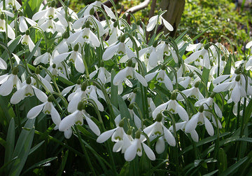 Snödroppar (Galanthus nivalis) i rugge under tidig vår – klassisk art som bildar tuvor i trädgården, lätt att skilja från snöklocka (Leucojum vernum) genom blomformen.