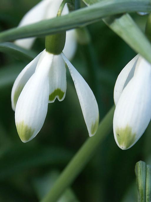 Galanthus 'Viridipice' snödroppar med starkt gröna märken – namnsort som visar variation och mångfald inom släktet Galanthus; tidig vårblomning, populär hos galanthofiler och lättodlad i väldränerad jord i lätt skugga