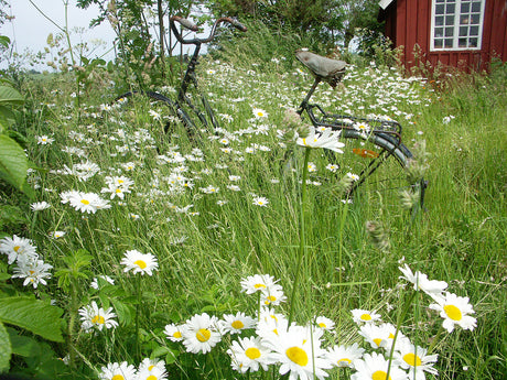 Gammal cykel bland prästkragar i trädgården i juni – sommarblommor, prydnadsträdgård och trädgårdsskötsel i full sommarprakt.