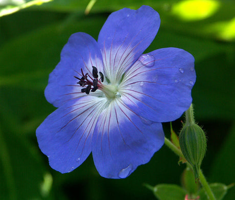 Geranium ’Rozanne’ (Gerwat), århundradets perenn: blåvioletta nävablommor med vitt centrum, lång blomning; lättskött marktäckare för halvskugga