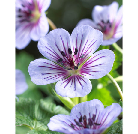 Geranium wallichianum 'Chrystal Lake' – parnäva med kristallblå blommor med mörklila ådror och vit mitt; låg, bredväxande kantväxt/marktäckare för väldränerad jord i sol eller halvskugga; lång blomning, lockar fjärilar.