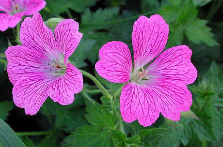 Kronnäva (Geranium x oxonianum 'Claridge Druce') – lättskött, tålig perenn näva och effektiv marktäckare för halvskugga i trädgården, lockar bin och humlor.