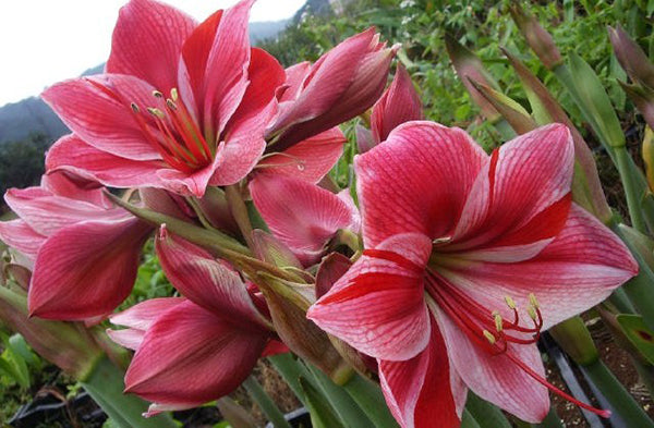 Amaryllis Gervase (Hippeastrum) – storblommig, strimmig julamaryllis i ljust rosa till mörkrött med röda ståndare, planterad i kruka i vinterfönstret