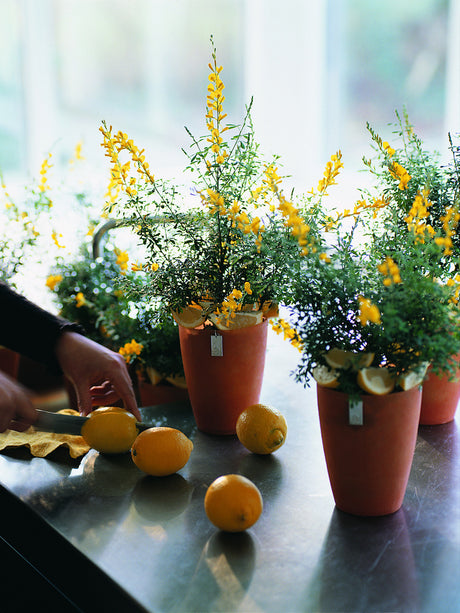 Madeiraginst (Cytisus/Genista maderensis) – väldoftande krukväxt med citrusaktig doft; trivs ljust och svalt inomhus. Vattna regelbundet, sparsam gödning – perfekt för doftoaser.