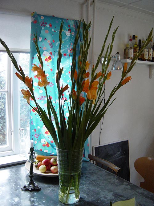 Gladiolus – ståtlig snittblomma med färgsprakande blommor i stor vas; skötsel med diagonalt snitt, kallt vatten och blomnäring för längre vaslivslängd
